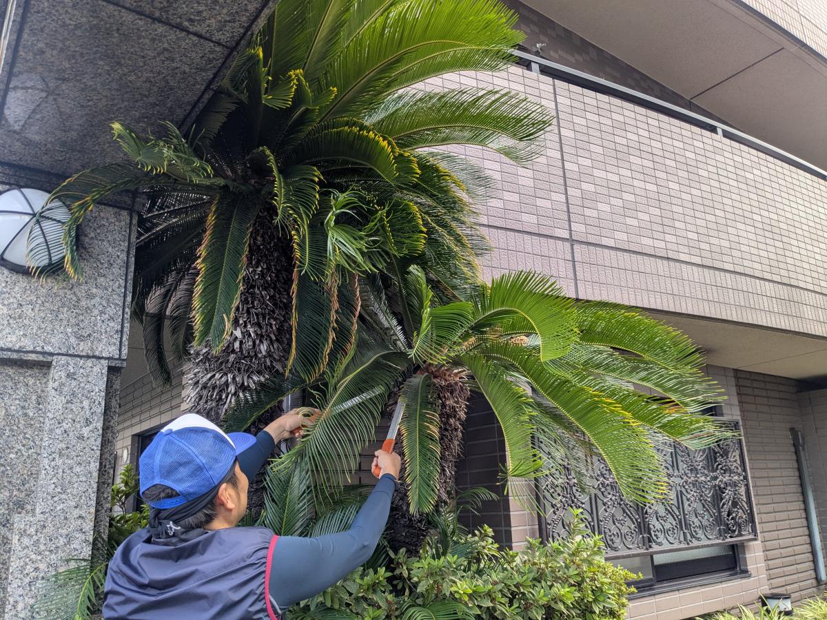植栽管理作業