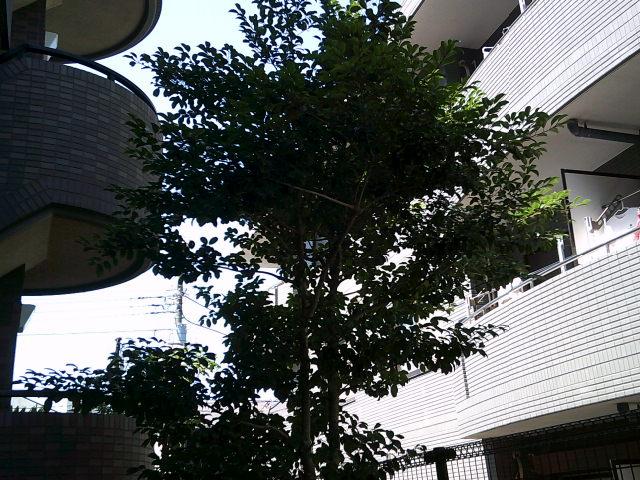 植栽剪定・除草作業