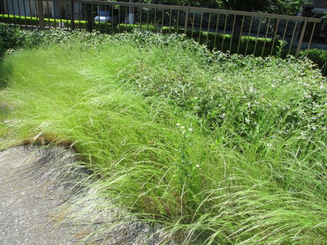 駐車場除草作業